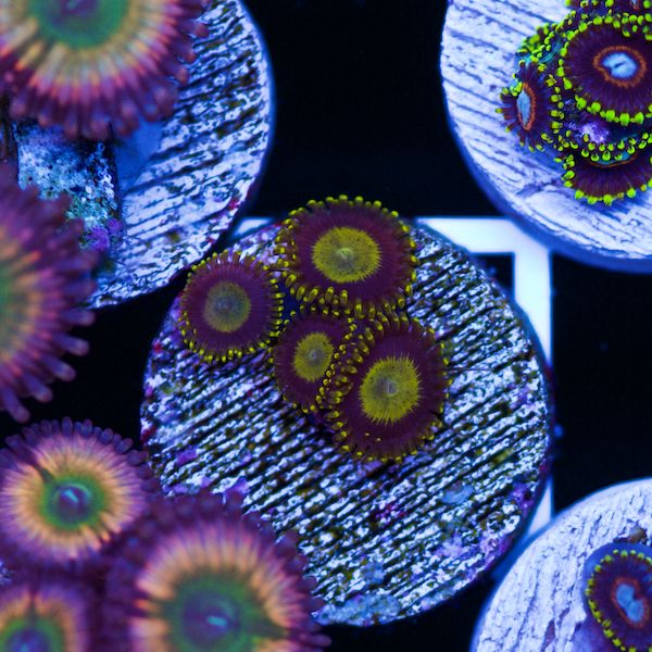 Halloween King Midas Zoas