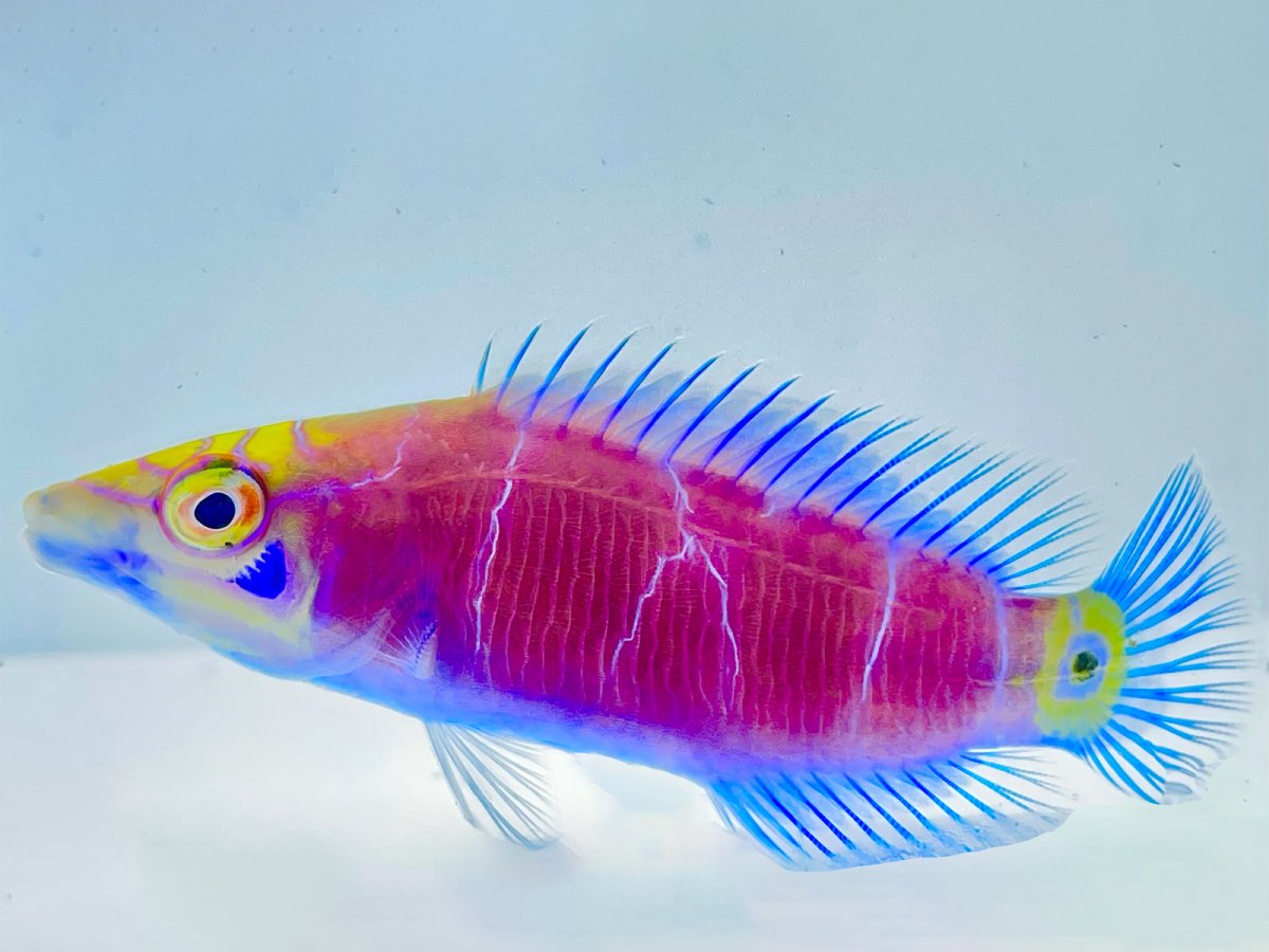 Mystery Wrasse Misbarred.jpg