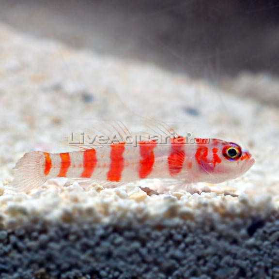 lg-89414-Red-Striped-Goby.jpg