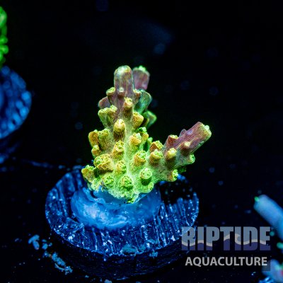 Riptideaquaculture -9499.jpg