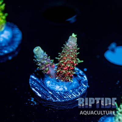 Riptideaquaculture -9504.jpg