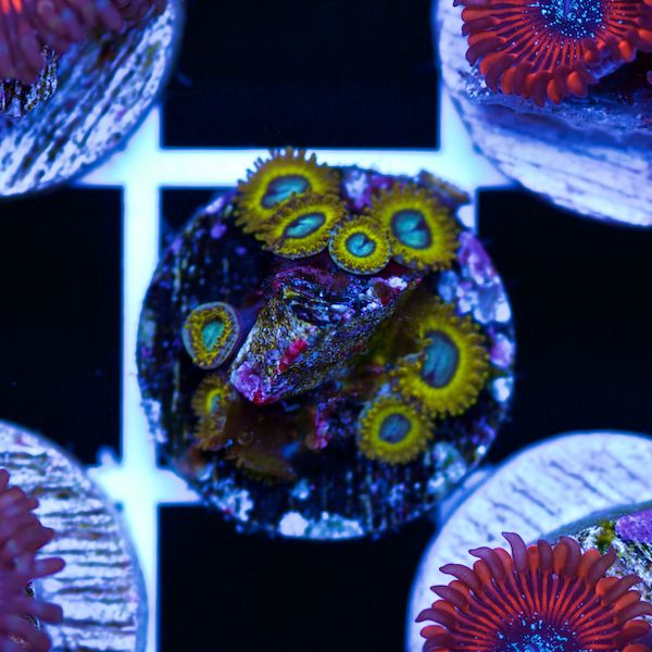 Halloween Pikachu Zoas #2