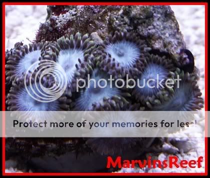 01-21-07NewZoas3a.jpg