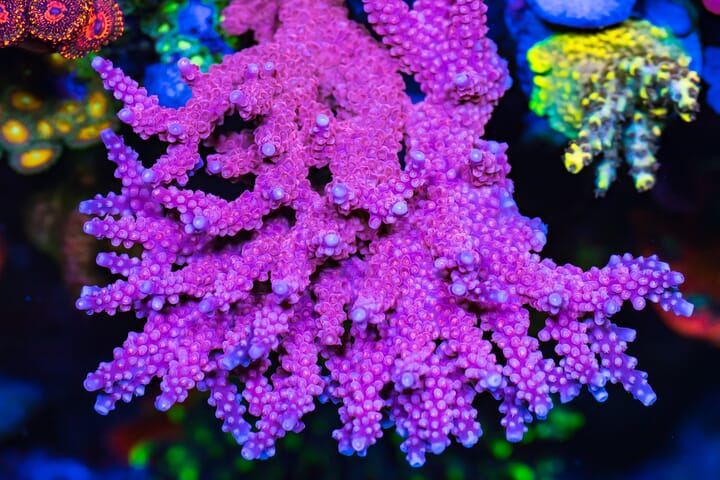 WWC_Boomsauce_Acropora_05996-SM.jpg