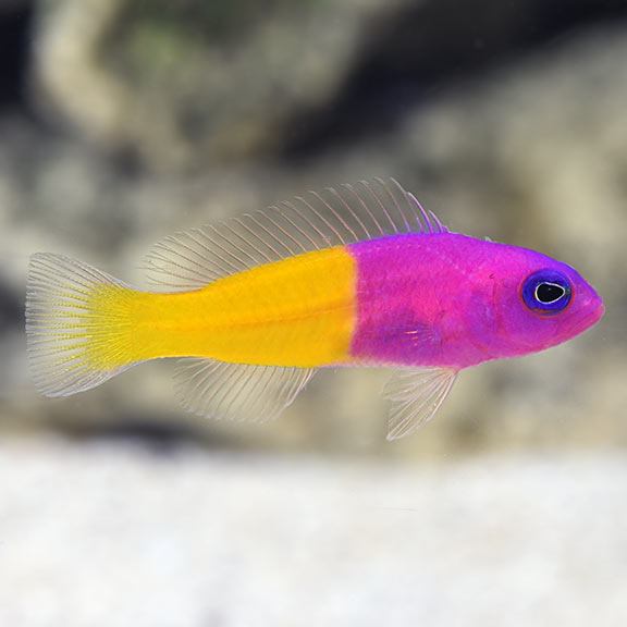 lg_72472_Bicolor_Dottyback.jpg