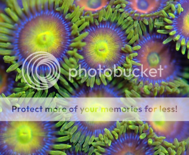 zoanthid_yellowskirt_orange.jpg