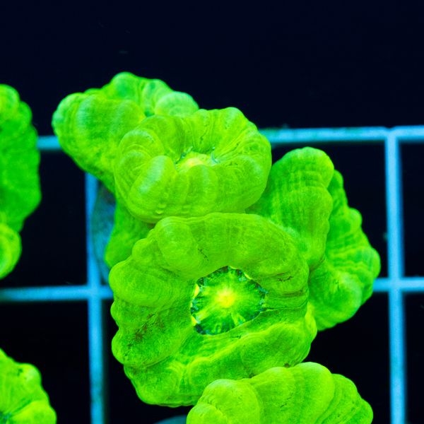 Halloween Nuclear Green Caulastrea #3