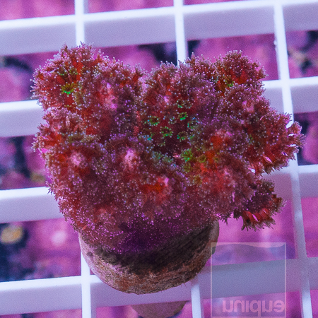 ms-pink-pocillopora-26-38-jpg.980057