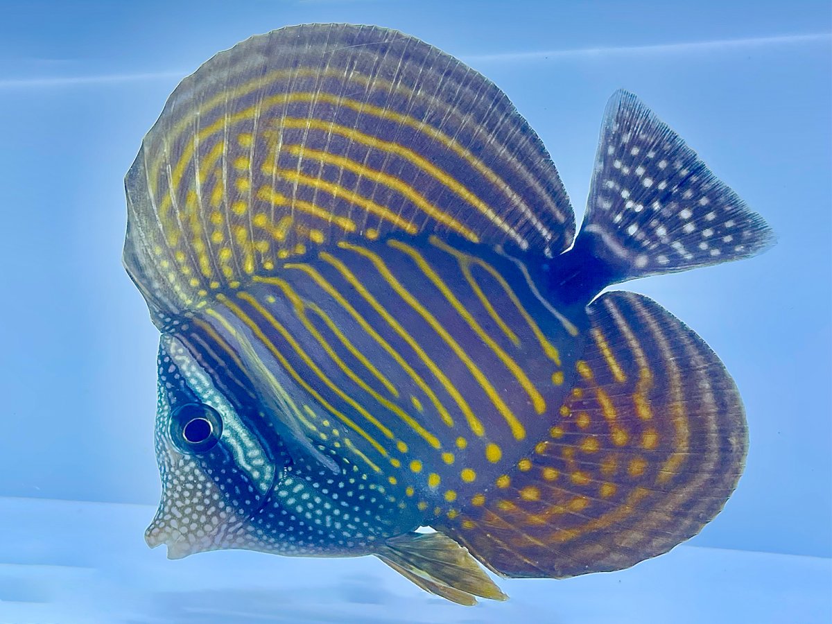 RS Sailfin Tang.jpg