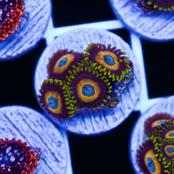 Halloween Scrambled Egg Zoas #5