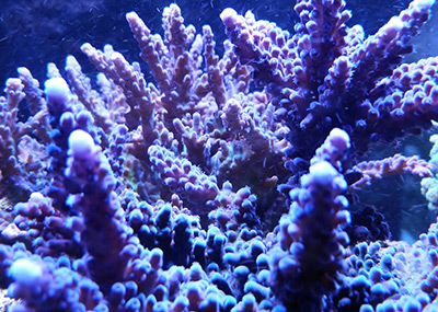 reefbuilders.com