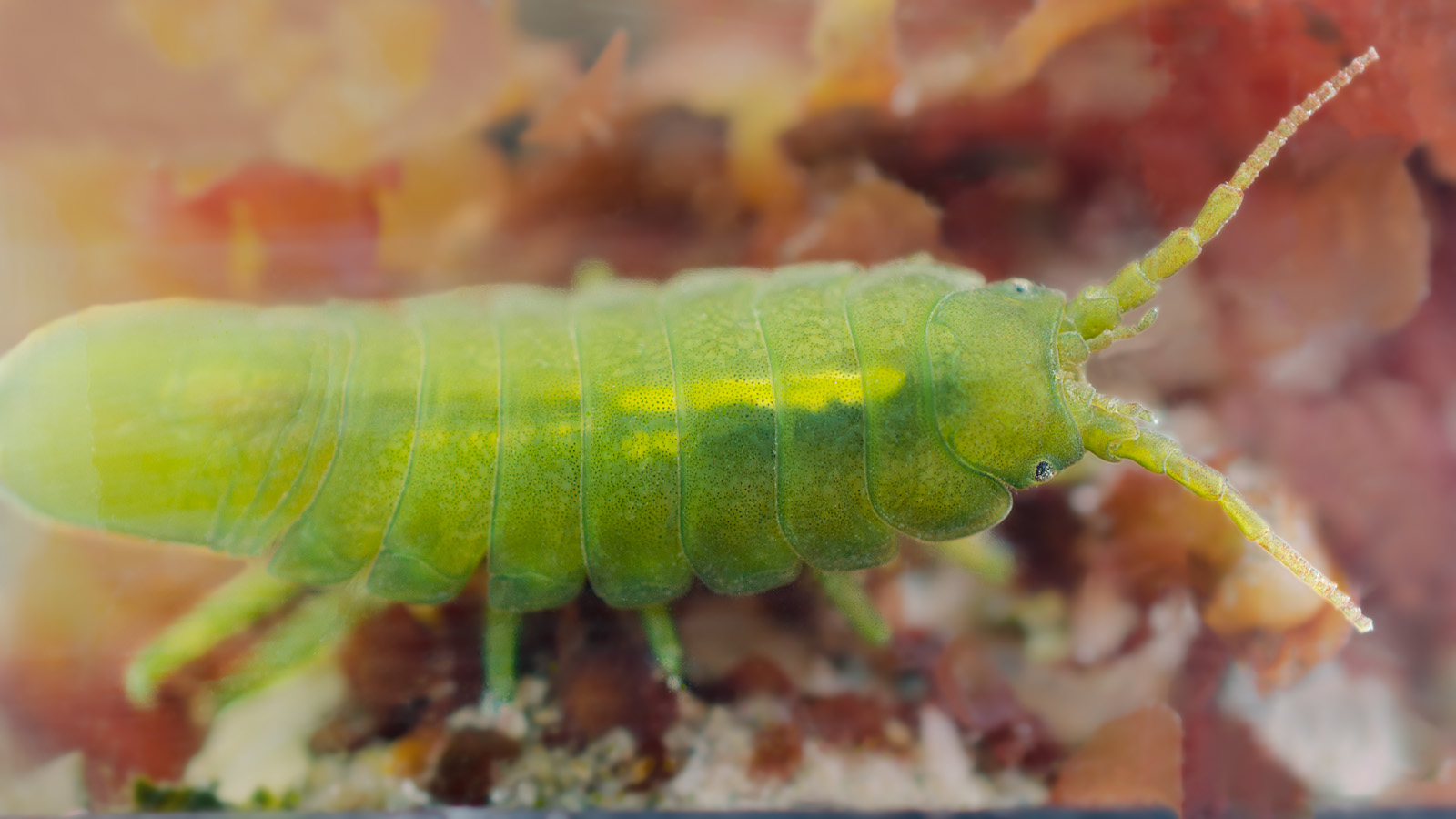 Wanderin' Weeta (With Waterfowl and Weeds): Pickle bug' Weeta (With Waterfowl and Weeds): Pickle bug