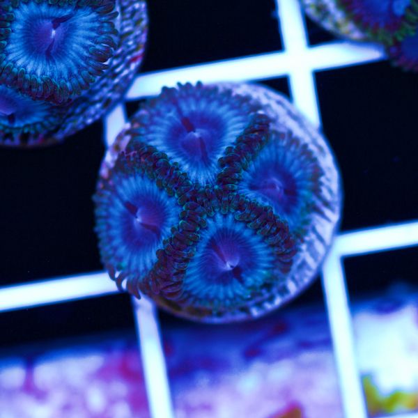 Halloween Vice Zoa #15