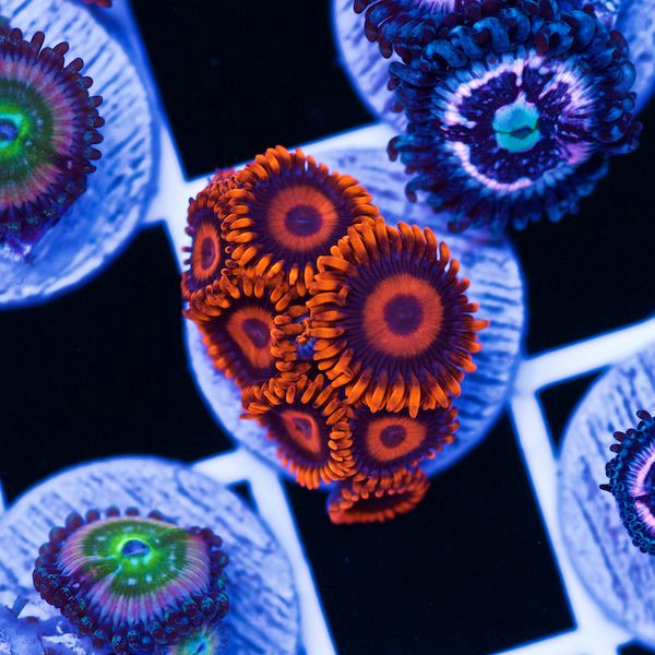 Halloween Orange Hornet Zoas #4