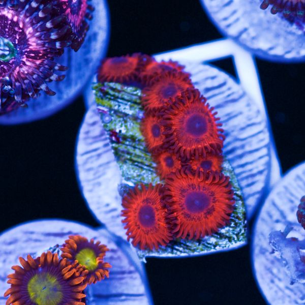 Halloween Keds Reds Zoas #1