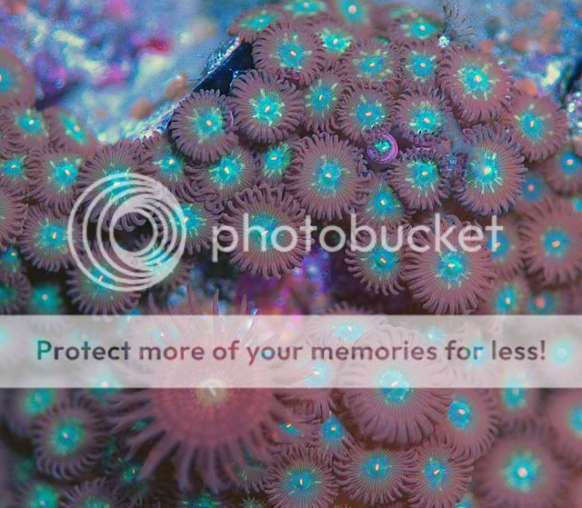 zoanthid_brownskirt_greentealcentre.jpg