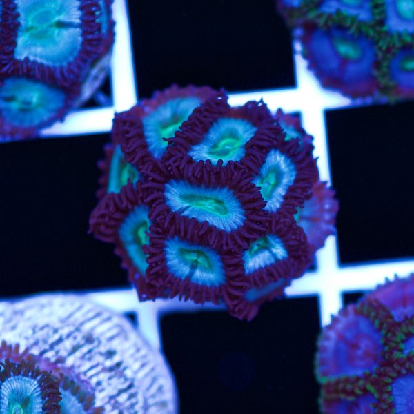 Halloween Vice Zoa #43