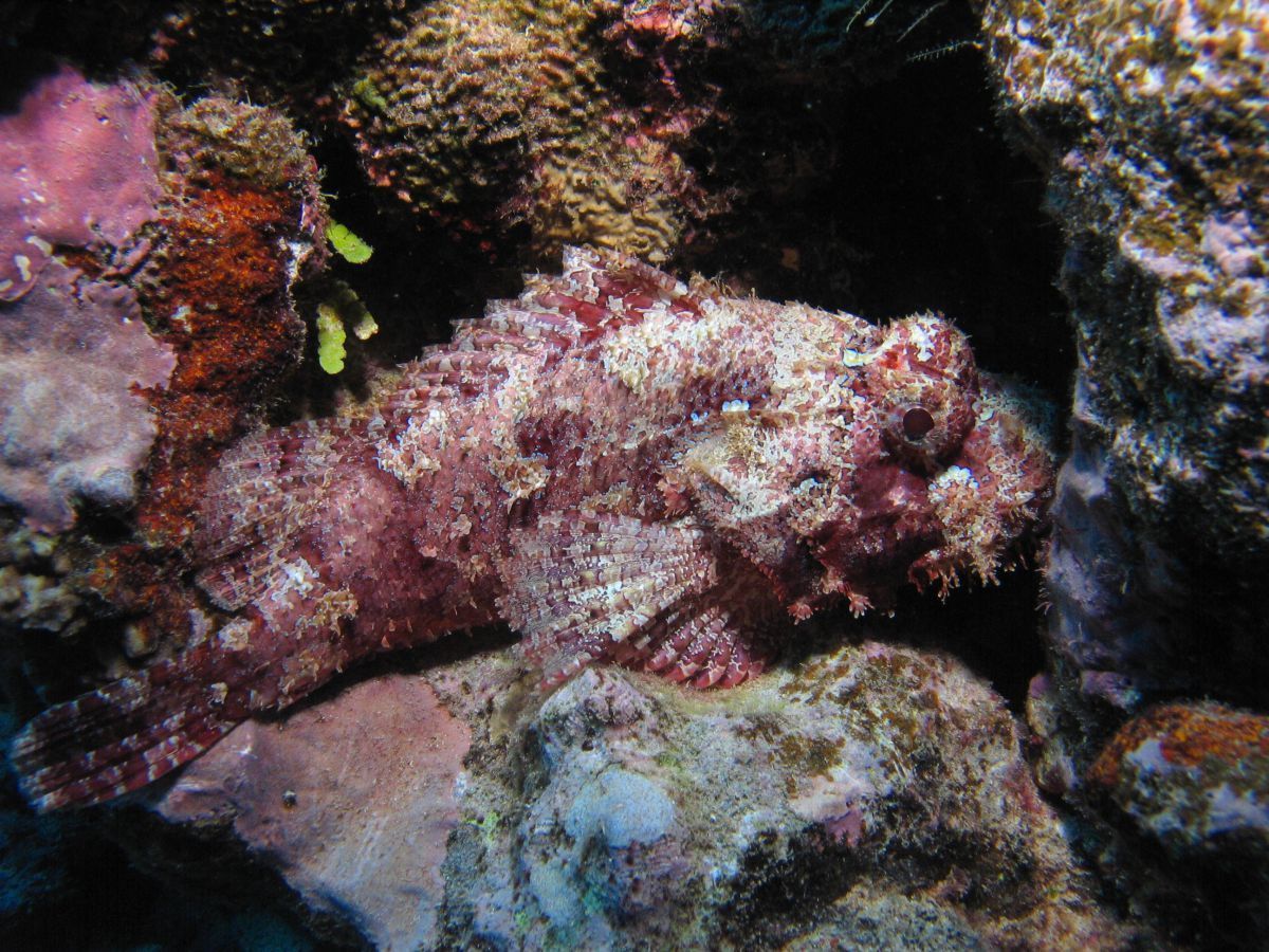 Stonefish_zpsbqes4ir0.jpg