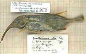 Gnathonemus ibis Boulenger (= Campylomormyrus numenius) syntype MRAC 1242  (849) | Mormyridae - African weakly electric fishes