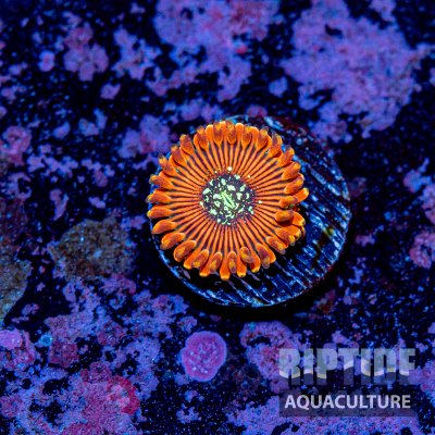 Riptideaquaculture -9747.jpg