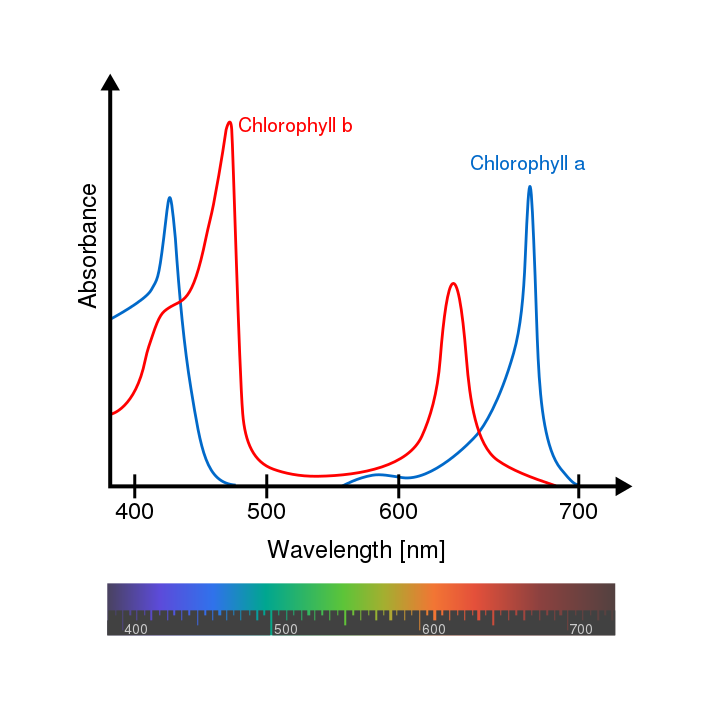 710px-Chlorophyll_ab_spectra-en.svg.png