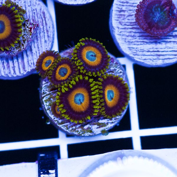 Halloween Scrambled Egg Zoas #4