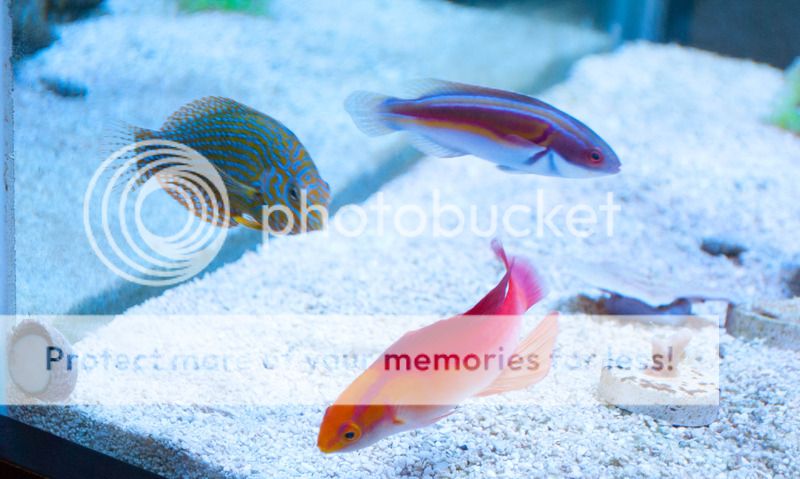 Wrasse%20trio%201%20of%201_zpsyzywe87o.jpg