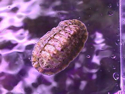 Chiton_04.jpg