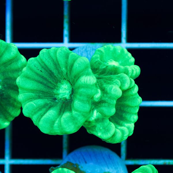 Halloween Minty Green Caulastrea #2