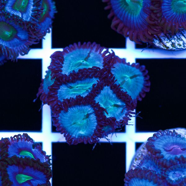 Halloween Vice Zoa #61