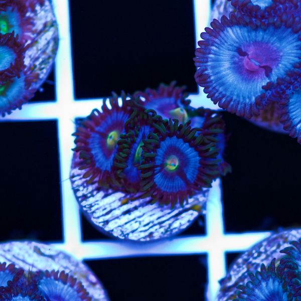 Halloween Vice Zoa #54