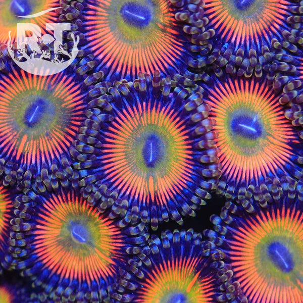 Star-Fyre-Zoa_600x600.jpg