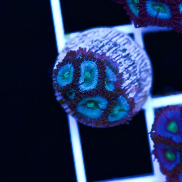 Halloween Vice Zoa #38