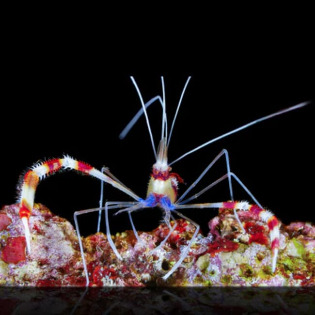 coral_banded_shrimp_400x.webp