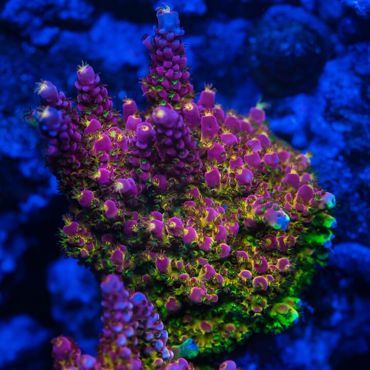 WWC_Red_Cadillac_Acropora_08362.jpg