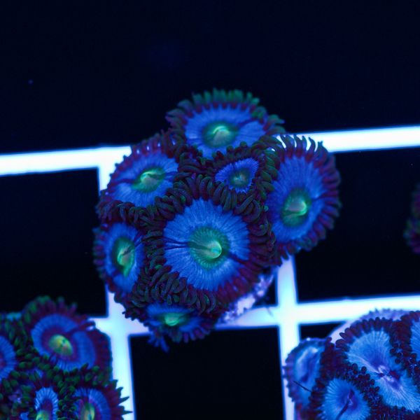 Halloween Vice Zoa #7