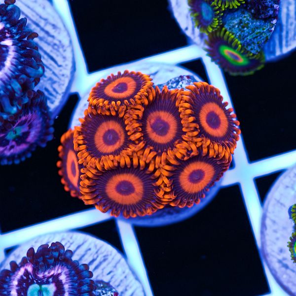 Halloween Orange Hornet Zoas #1