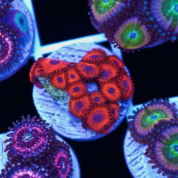 Halloween Keds Reds Zoas #2