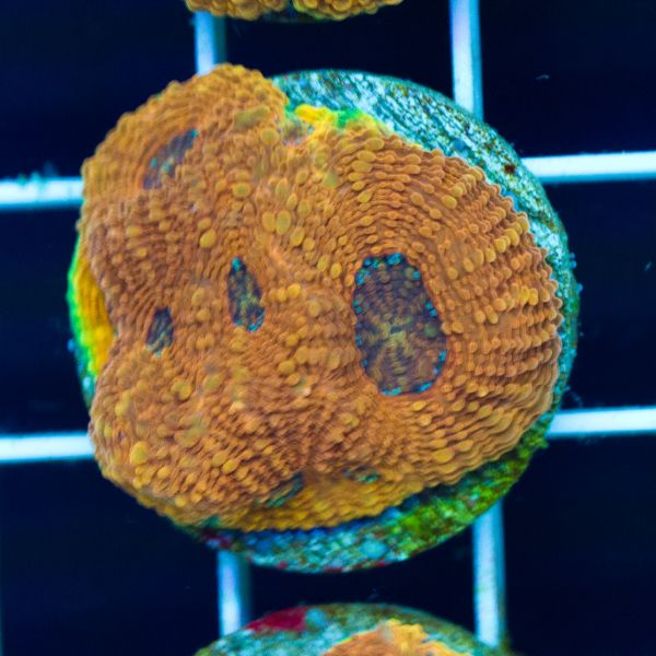 Halloween Orange Crush Acan Echinata #2