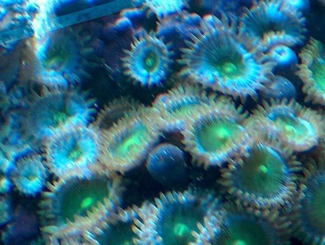 Zoa-GSDPE-white-120706.jpg