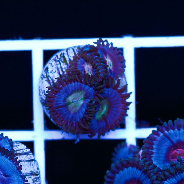 Halloween Vice Zoa #35