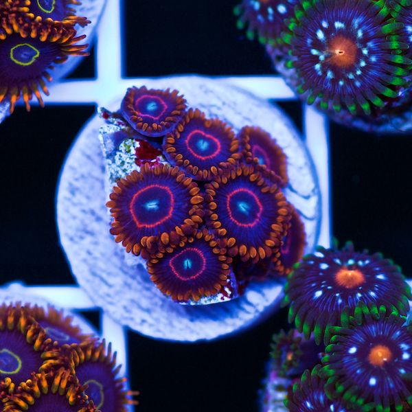 Halloween Red Hornet Zoas