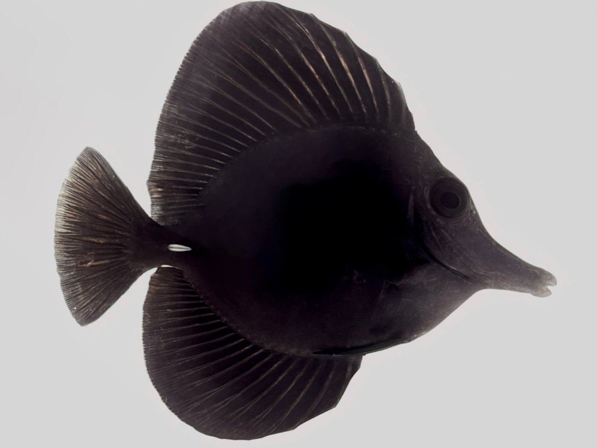 Black Tang 4%22.jpg