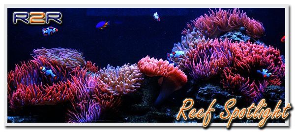 reefspotlight23.jpg