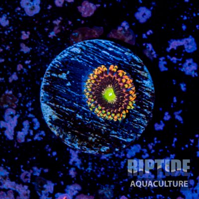 Riptideaquaculture -9761.jpg