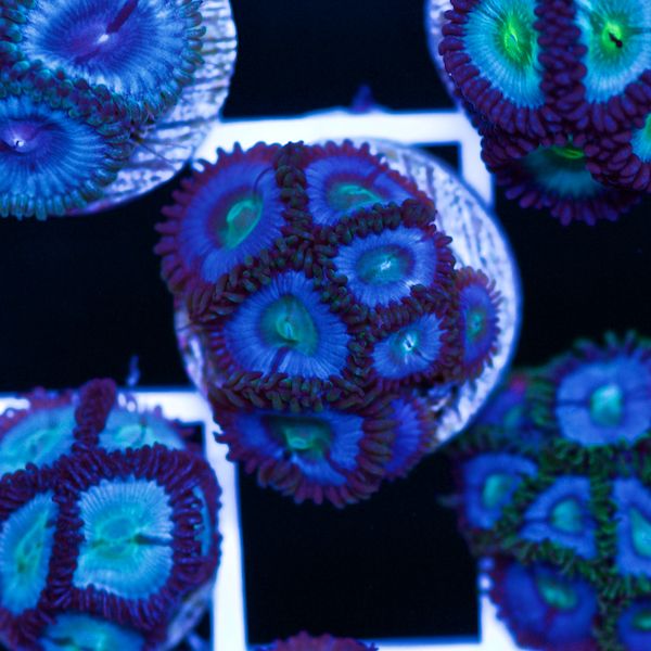 Halloween Vice Zoa #40