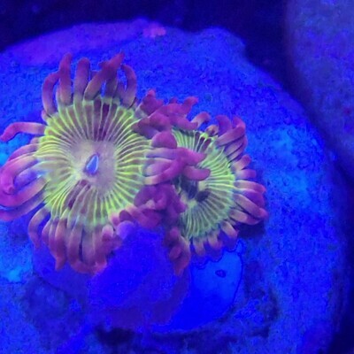 OER Violet Galaxy Zoa 1